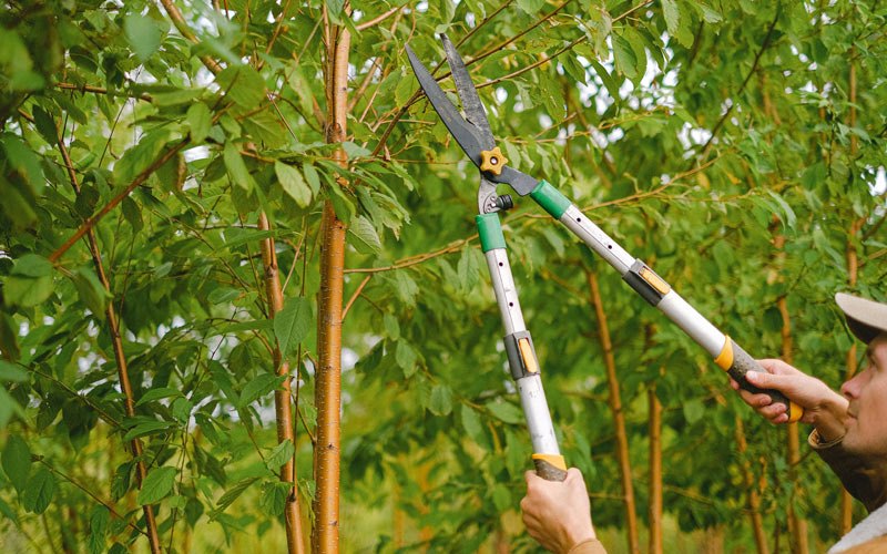 Tree trimming in Grimes, IA